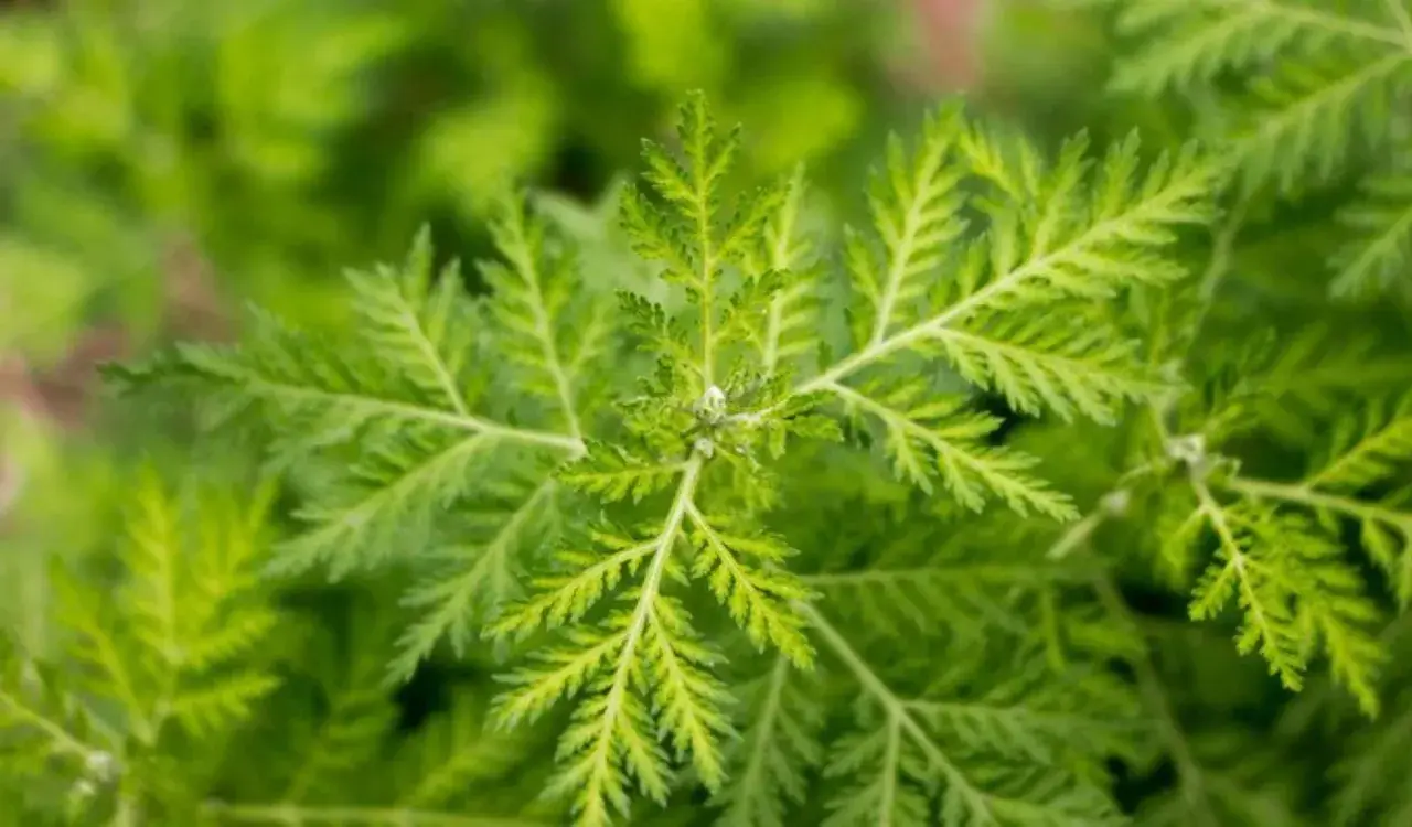 Nahaufnahme von Artemisia annua Blättern. Die Pflanze wird für ihre Wirkung auf die Psyche erforscht.