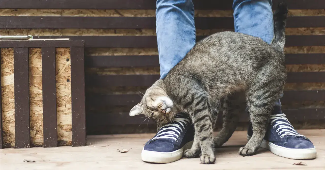 Gato frotándose contra un pie, como si buscara feromonas para gatos.