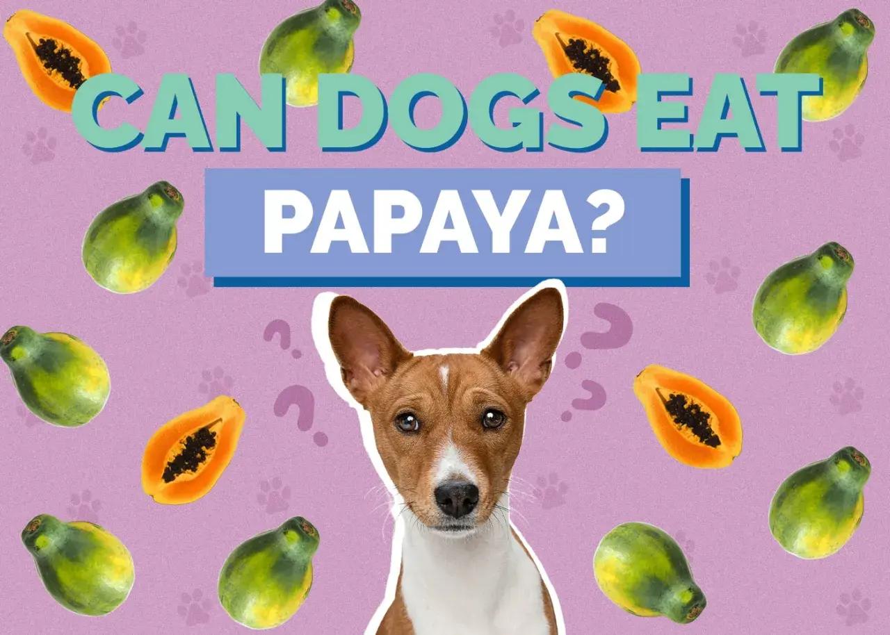A dog looks up curiously surrounded by papayas, with the text "CAN DOGS EAT PAPAYA?" asking the question.