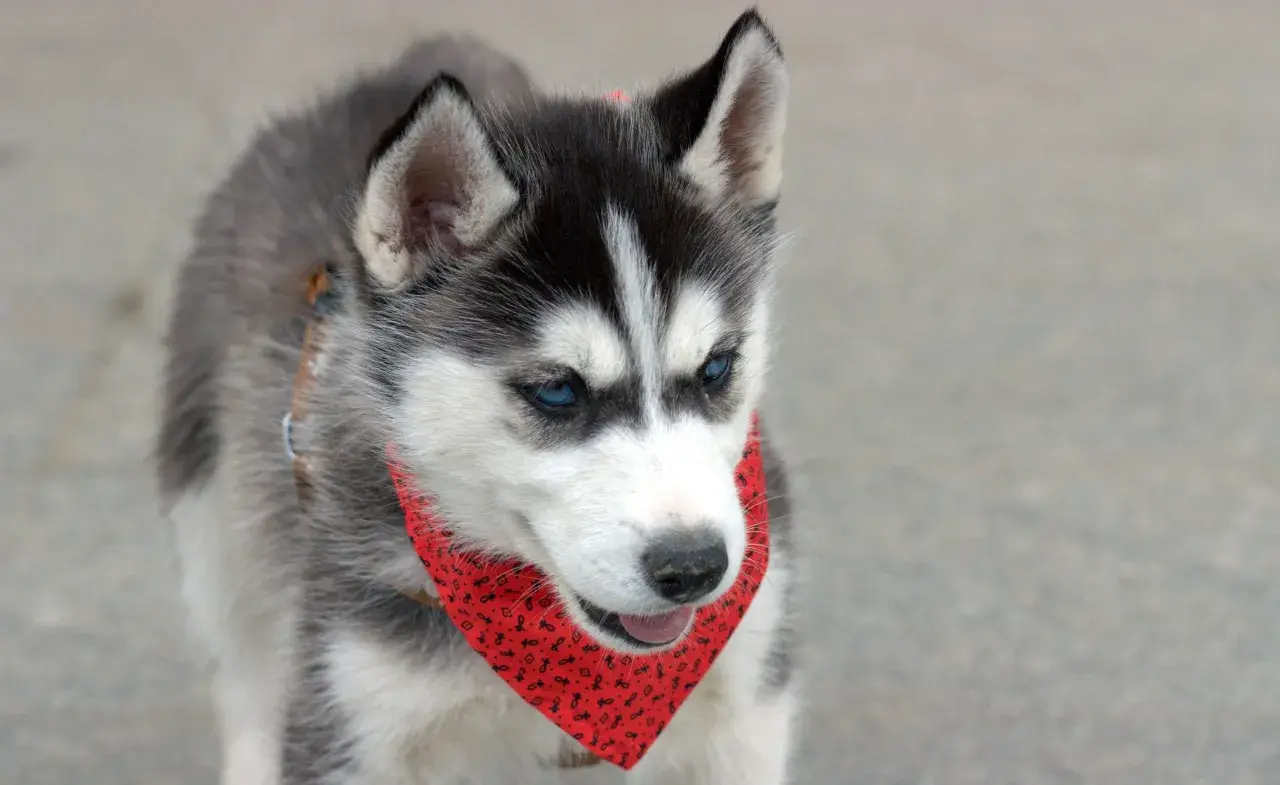 Husky a pies domowy: podobieństwa, różnice i co musisz wiedzieć o obu rasach