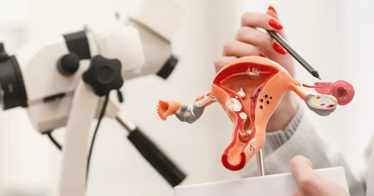 Model narządu rodnego kobiety i kolposkop. Wyjaśnienie, cytologia co to, dzięki modelowi.