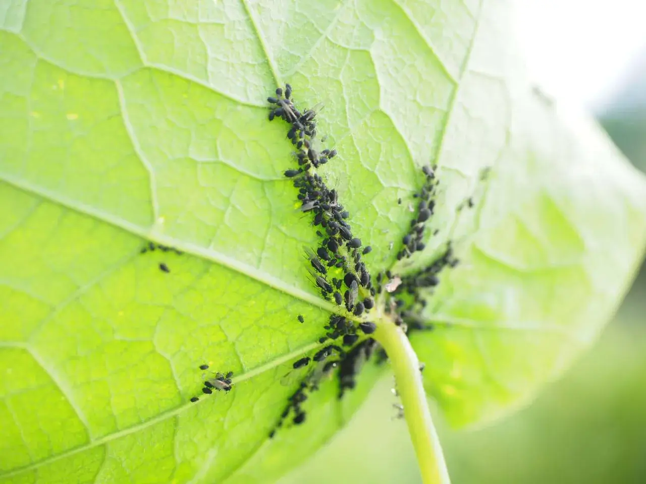 Un gruppo di pidocchi delle piante si aggrappa al lato inferiore di una foglia verde brillante, nutrendosi della sua linfa.
