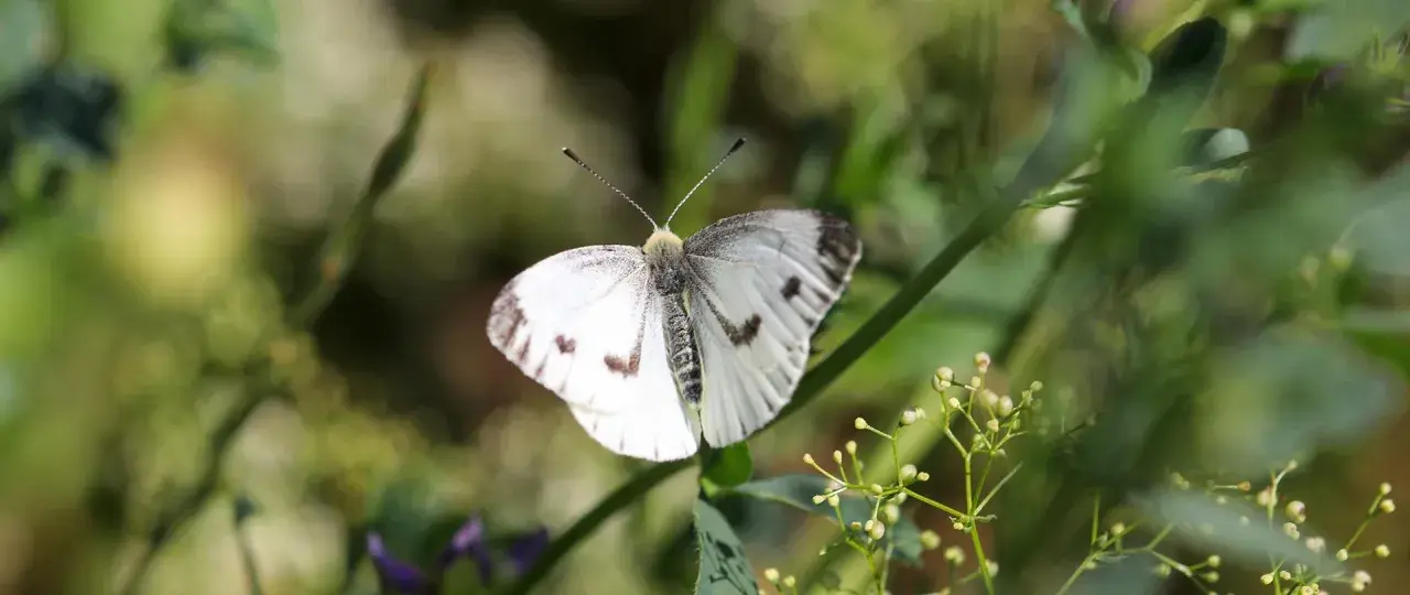 Biały motyl w Polsce, z czarnymi plamkami na skrzydłach, siedzi na zielonej łodydze wśród roślin.
