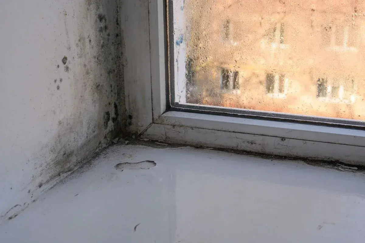 Schimmelbefall an der Wand und am Fensterrahmen. Die Scheibe ist beschlagen. Zeit für schimmel entfernen.