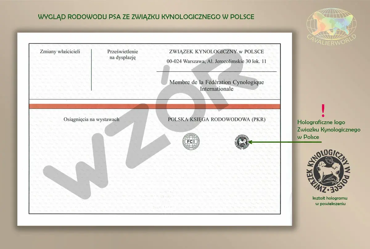 Wygląd rodowodu psa ze Związku Kynologicznego w Polsce. Dokument zawiera dane o psie, jego osiągnięciach i właścicielach.