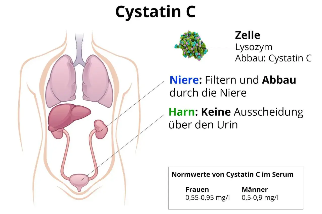Abbildung zeigt menschliche Organe und erklärt den Abbau von Cystatin C durch die Niere. Normwerte für Frauen und Männer sind angegeben.