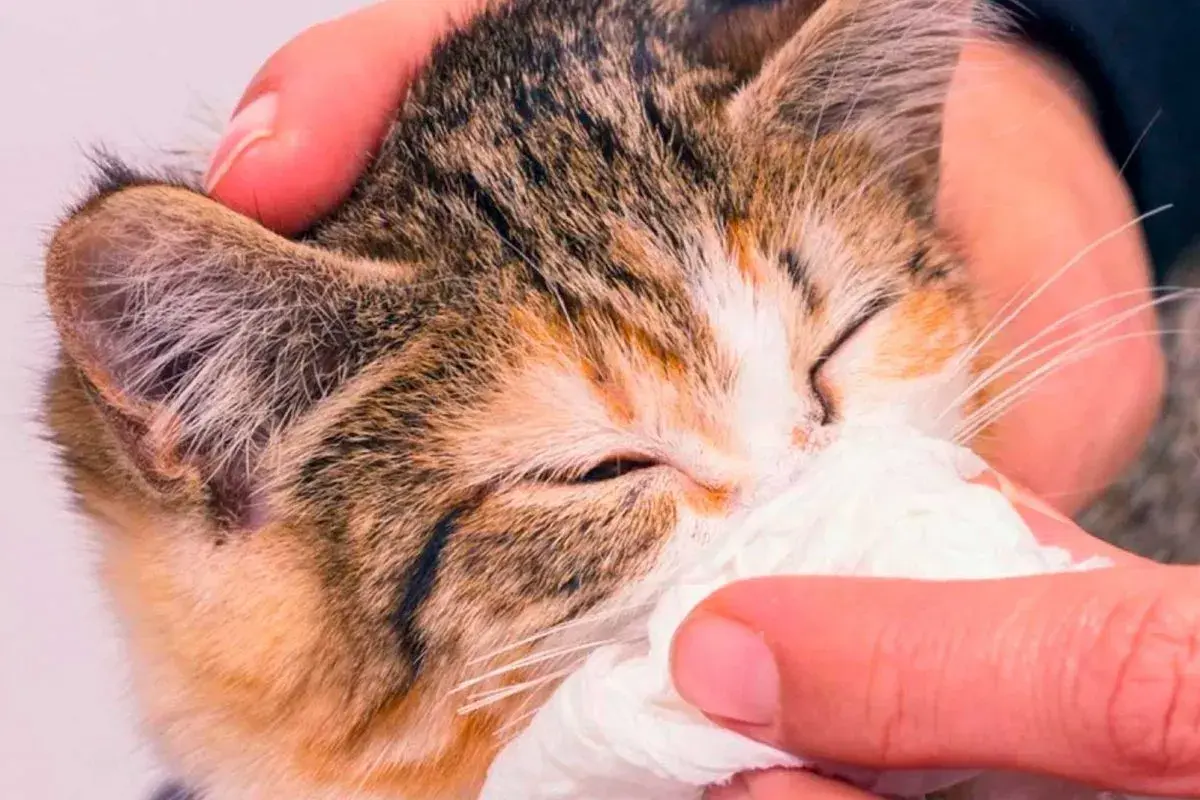Un gatito con mocos y respiración dificultosa es limpiado con un pañuelo.