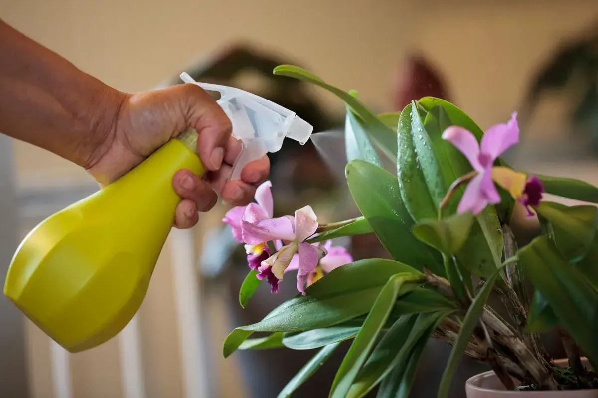 Maintenir une orchidée en pleine forme : une main vaporise de l'eau sur les feuilles vertes et les fleurs roses, un geste essentiel pour l'entretien.