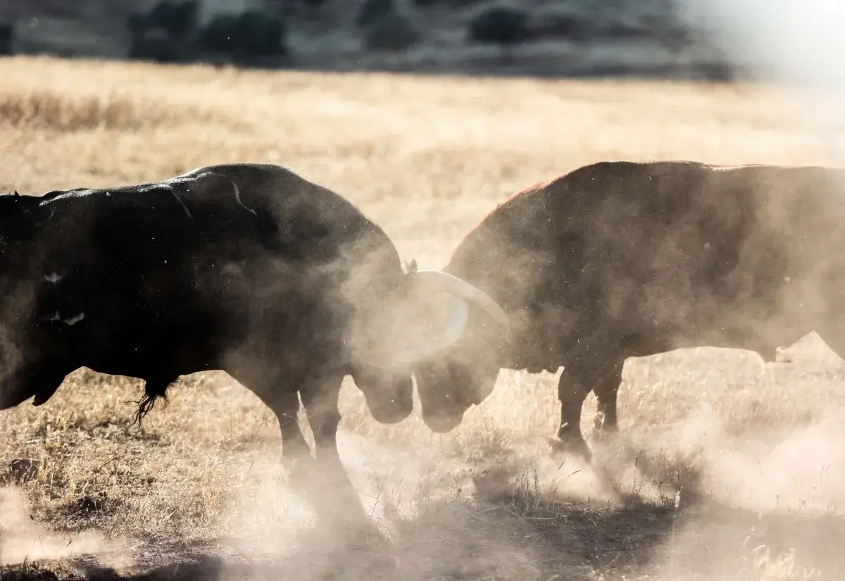 Dos toros chocan en un duelo polvoriento en ganadería Los Ronceles. El sol ilumina el polvo levantado por sus embestidas.