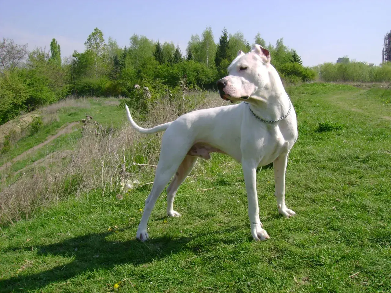 Potężny dogo argentyński stoi na zielonej łące, w tle las i niebo.
