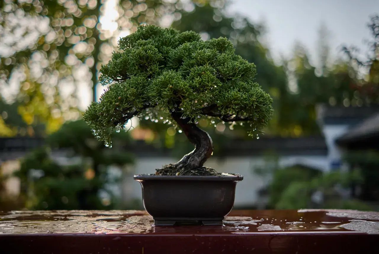 Un bonsai verde y frondoso, con gotas de agua, listo para sus cuidados.