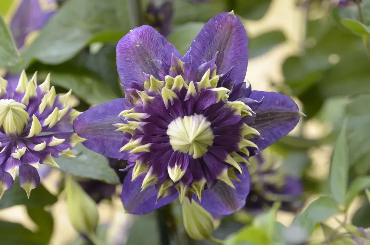 En vacker klematis i kruka med lila kronblad och ljusgröna spetsar. Blomman är i fokus med gröna blad i bakgrunden.