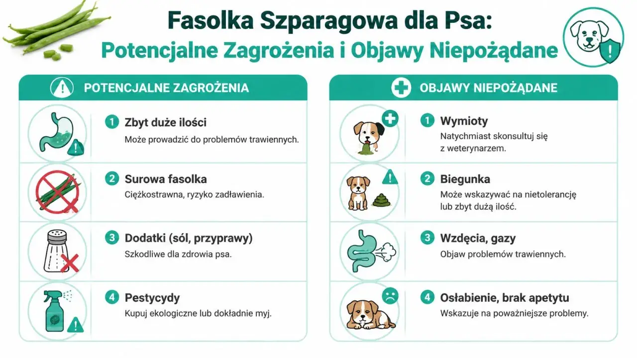 Czy pies może jeść fasolkę szparagową? Infografika ostrzega przed zagrożeniami: zbyt duża ilość, surowa fasolka, dodatki, pestycydy. Objawy: wymioty, biegunka, wzdęcia, osłabienie.