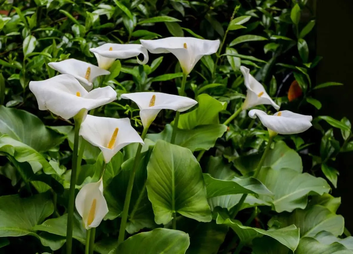 Un bouquet de callas arums blancs aux pistils jaunes, émergeant d'un feuillage vert luxuriant.