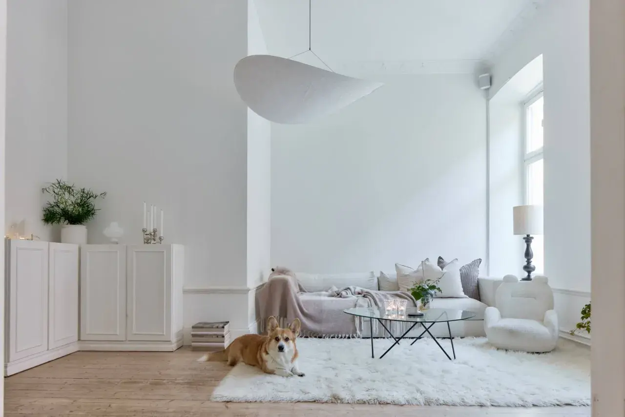 Ein Corgi liegt auf einem flauschigen, weißen Teppich in einem hellen Wohnzimmer. Die Wände und Möbel sind in der Farbe weiß gehalten.