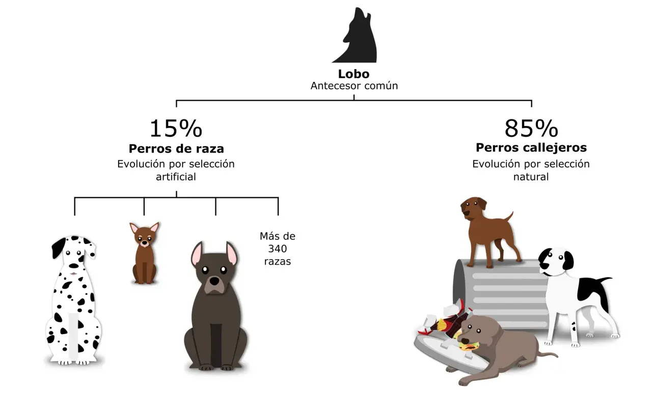 Diagrama de la historia de perros: lobo ancestro común, 15% perros de raza (selección artificial) y 85% perros callejeros (selección natural).