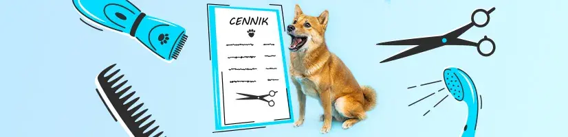 Ile kosztuje fryzjer dla psa? Sprawdź ceny i co wpływa na koszty