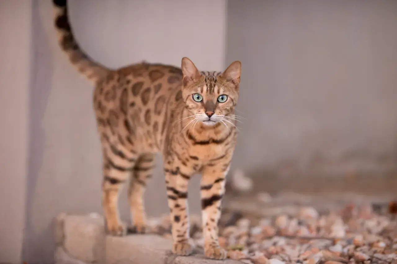 Piękny kot bengalski o zielonych oczach i cętkowanym futrze. Zastanawiasz się, ile kosztuje kot bengalski?