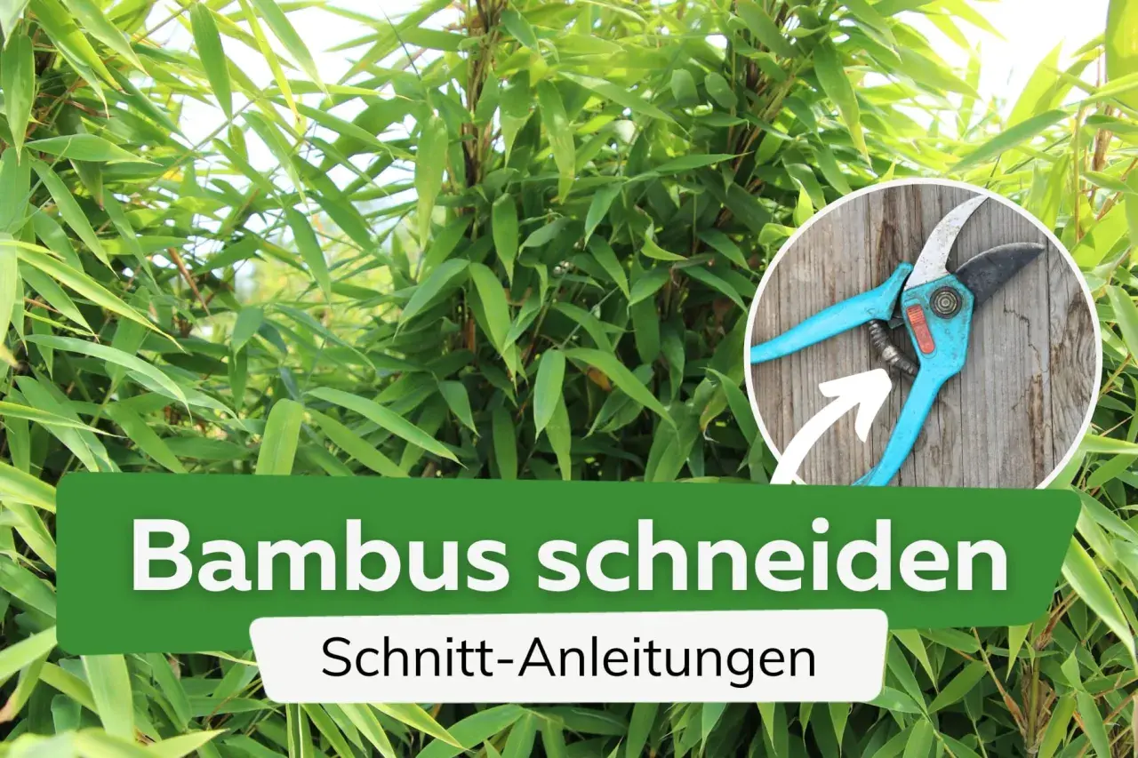 Gartenschere zeigt, wie man Bambus schneiden kann. Anleitung für den Rückschnitt.