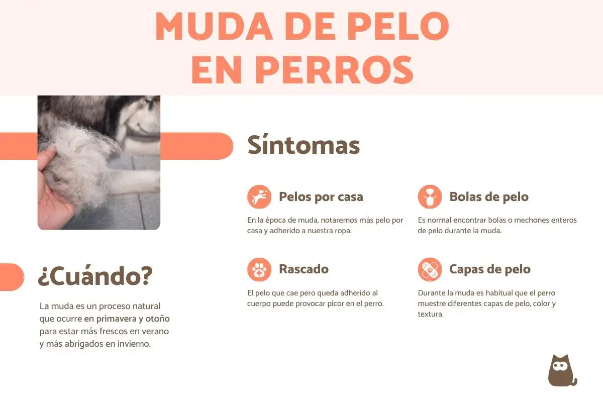 Imagen informativa sobre cuándo mudan el pelo los perros, mostrando síntomas como pelos en casa y bolas de pelo.