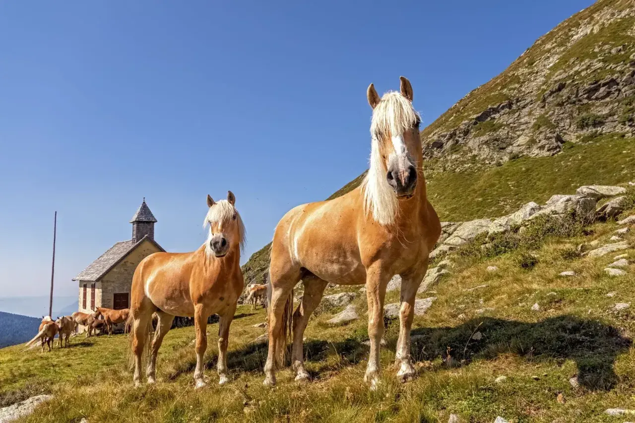 Deux chevaux Haflinger au caractère paisible, se tenant dans un paysage montagneux près d'une petite église.