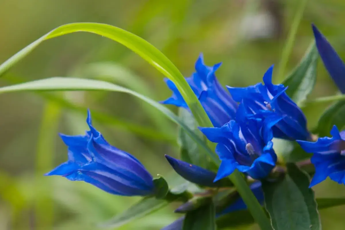 Fiori blu intenso di genziana, con striature più chiare. La radice di genziana velenosa, nonostante la sua tossicità, dona questi splendidi colori.