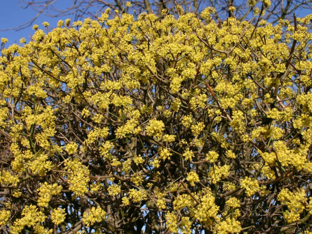 Eine üppige Kornelkirsche Hecke blüht im Frühling mit unzähligen kleinen, gelben Blüten.