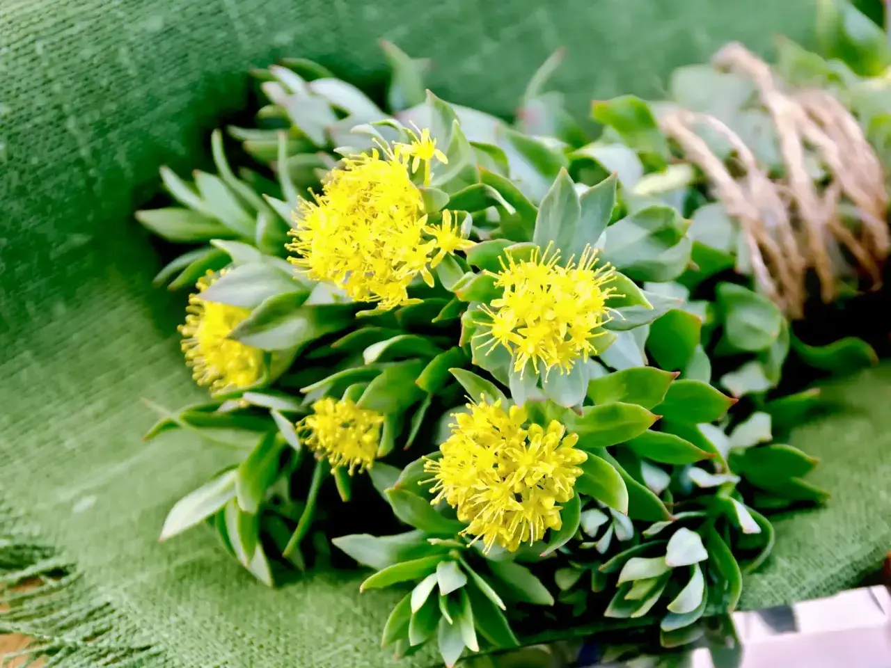Mazzo di rodiola con fiori gialli su sfondo verde. Scopri le sue proprietà e controindicazioni.