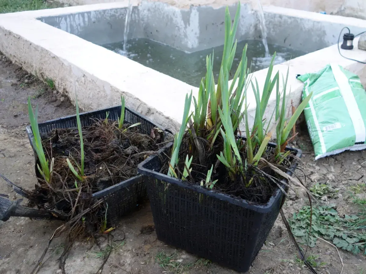 Deux paniers de plantation remplis d'iris d'eau prêts à être installés dans un bassin.