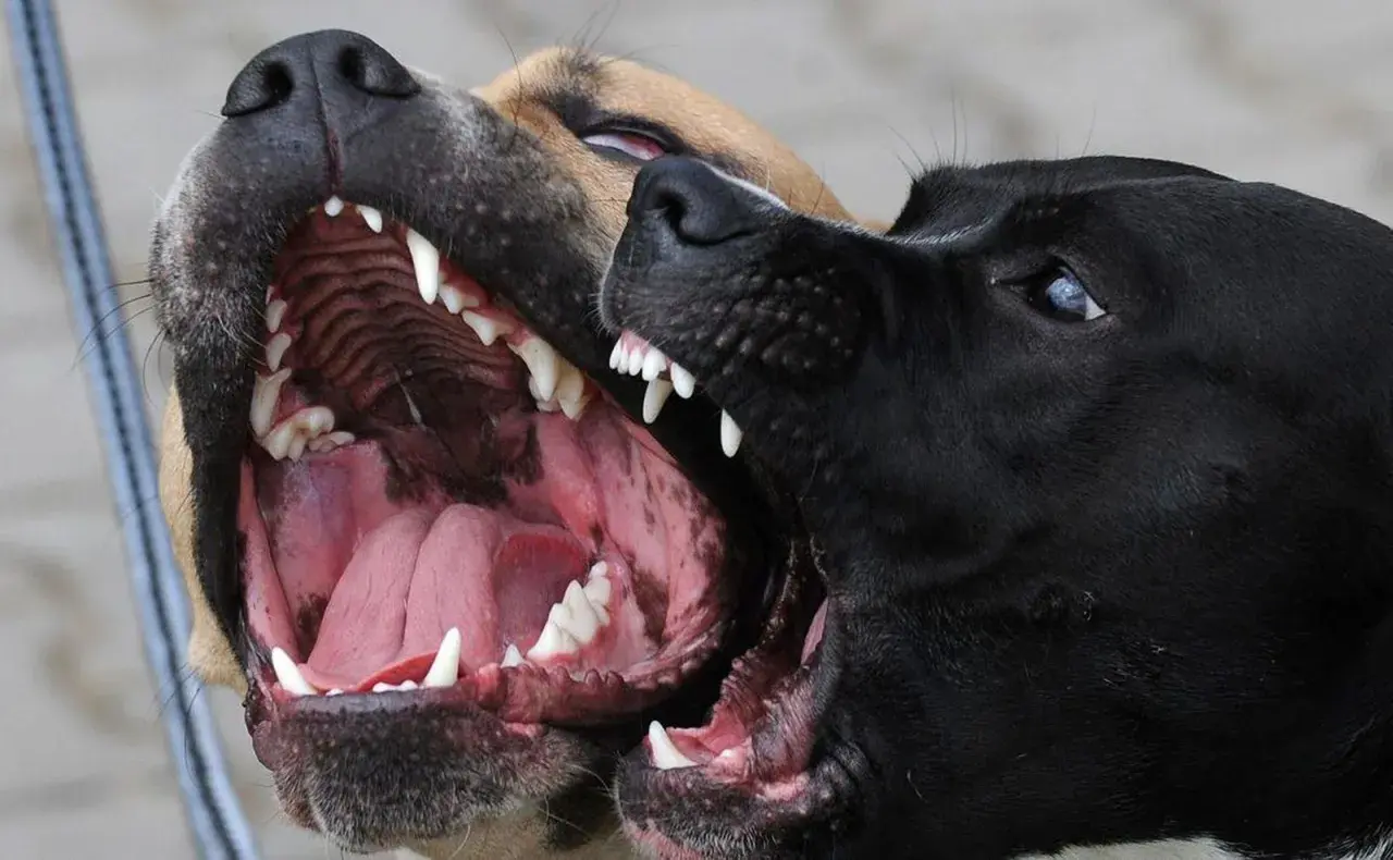 Dos perros muestran sus colmillos. Si te preguntas qué hacer con un perro agresivo, la socialización temprana es clave.