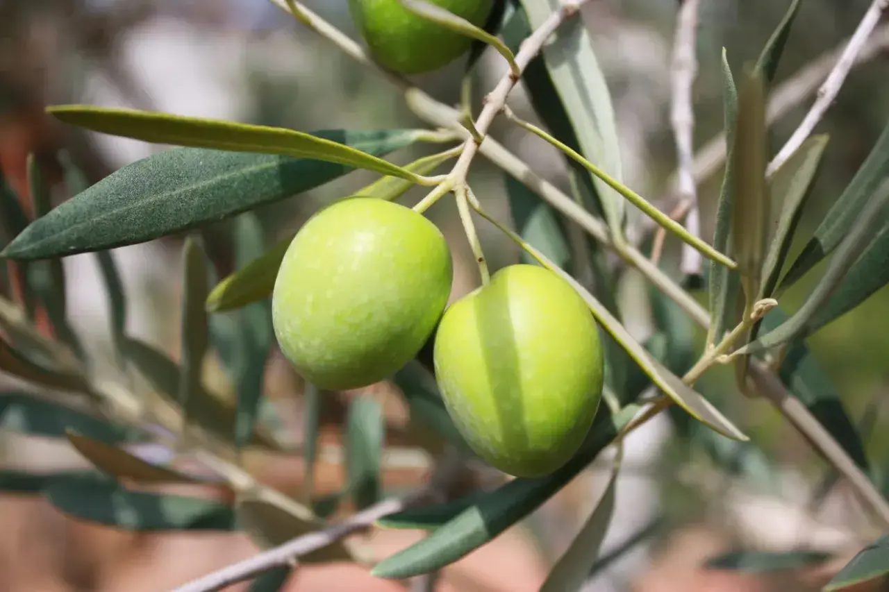 Due olive verdi pendono da un ramo. Imparare a riconoscere le varietà di olivo è un'arte affascinante.
