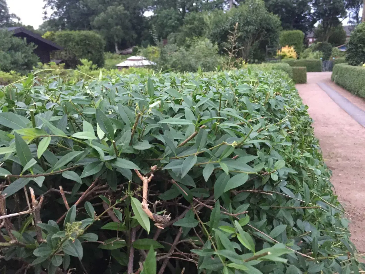 Nahaufnahme einer jungen Hecke, die gerade geschnitten wurde. Die grünen Blätter und braunen Zweige sind deutlich zu erkennen.