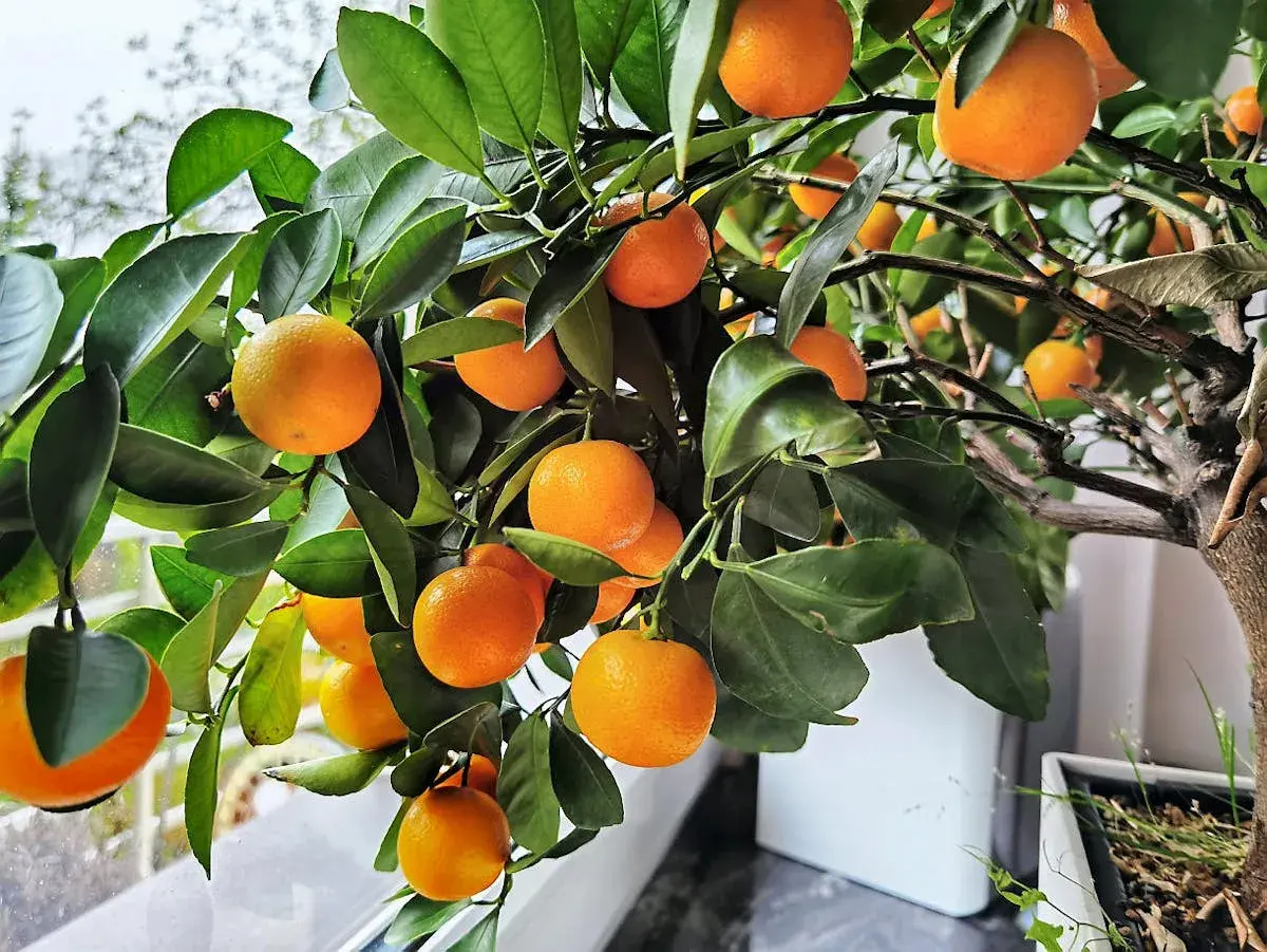 Un arbuste de citrus calamondin porte de nombreux fruits orange vif et des feuilles vertes luxuriantes.