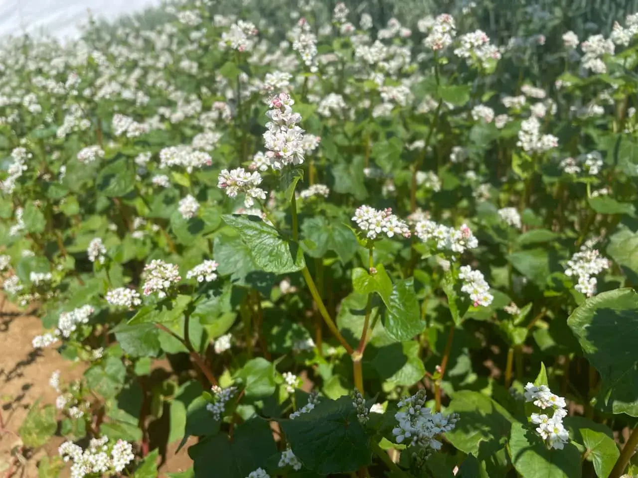 Ein Feld mit blühendem Buchweizen. Die kleinen weißen Blüten und grünen Blätter sind dicht beieinander.