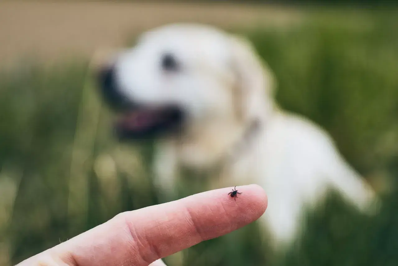Eine Zecke auf einem Finger, im Hintergrund ein unscharfer Hund. Grasmilben sind eine Gefahr für Hunde.