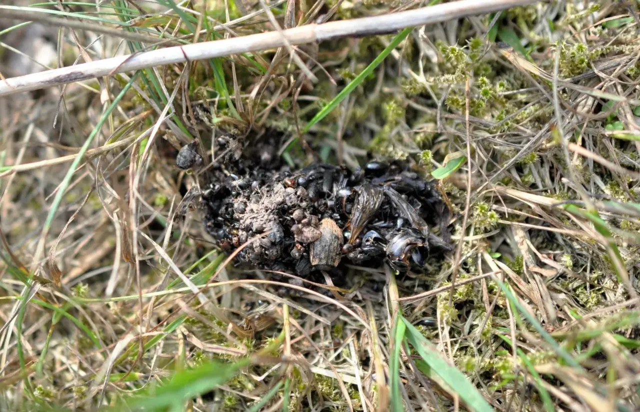 En hög med djurspillning, troligen från ett vilt djur, ligger på marken bland gräs och mossa. Spillningen innehåller rester av insekter.