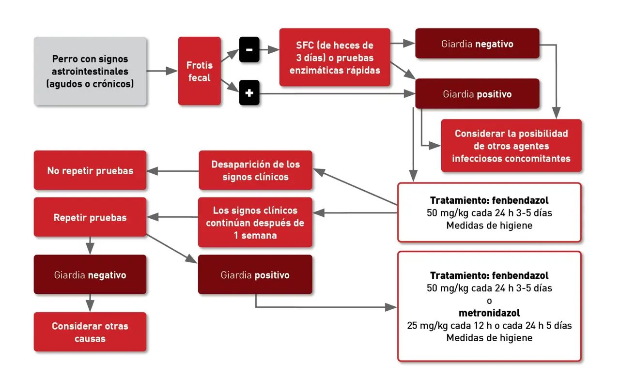 Diagrama de flujo para diagnóstico y tratamiento de perros con síntomas gastrointestinales, incluyendo pruebas para giardia.