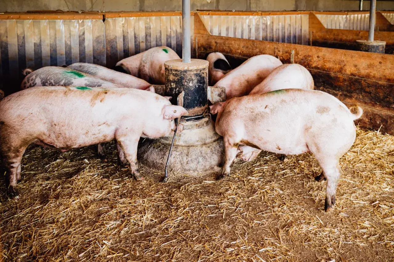 Plusieurs cochons femelles se pressent autour d'un distributeur de nourriture dans une porcherie.