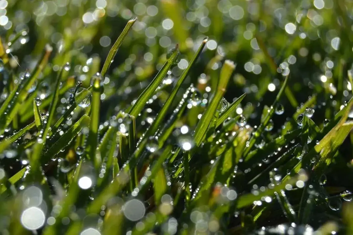 Gotas de rocío brillan en la hierba verde, como si el tiempo de riego del césped con aspersores hubiera dejado su huella.