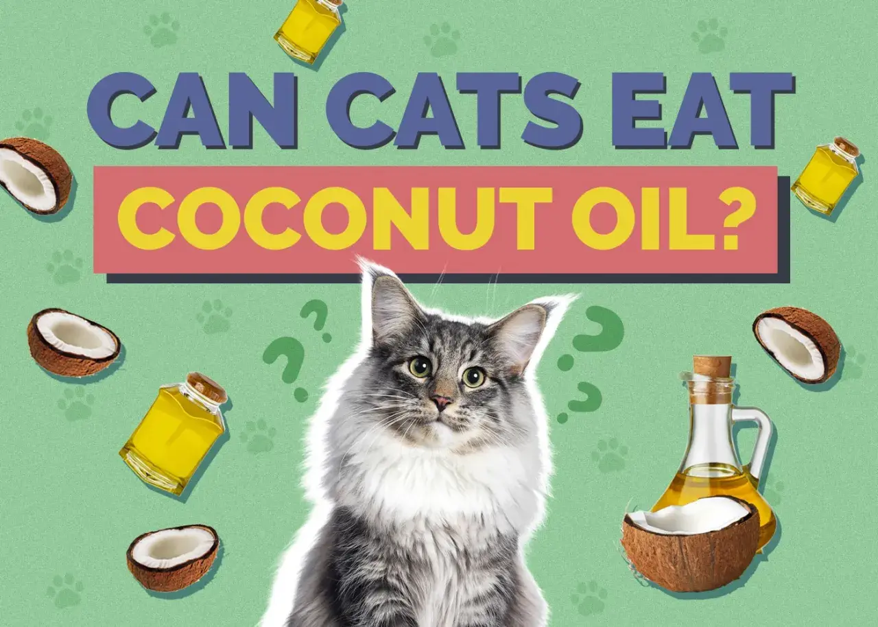 A fluffy cat looks at the question "Can cats eat coconut oil?" surrounded by coconuts and oil bottles.