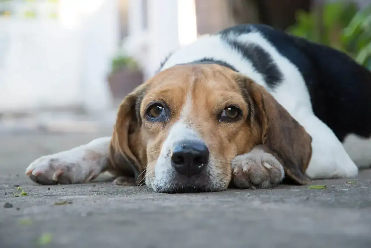 Smutny piesek rasy beagle leży na ziemi, jakby nie mógł znaleźć sobie miejsca. Jego oczy wyrażają tęsknotę.
