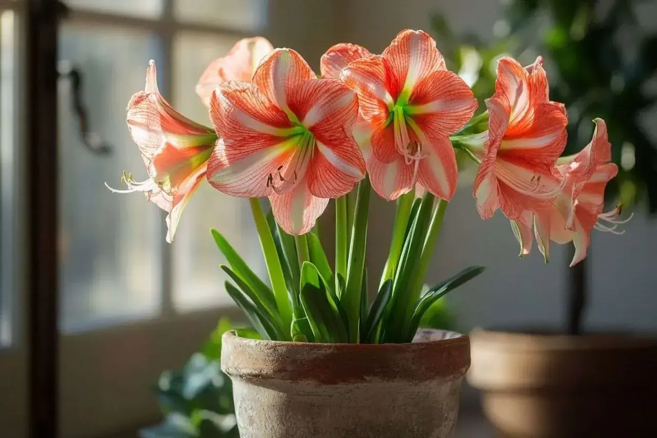 Magnifique amaryllis en pot, ses fleurs aux rayures roses et blanches illuminent la pièce. Un bel exemple d'amaryllis entretien réussi.
