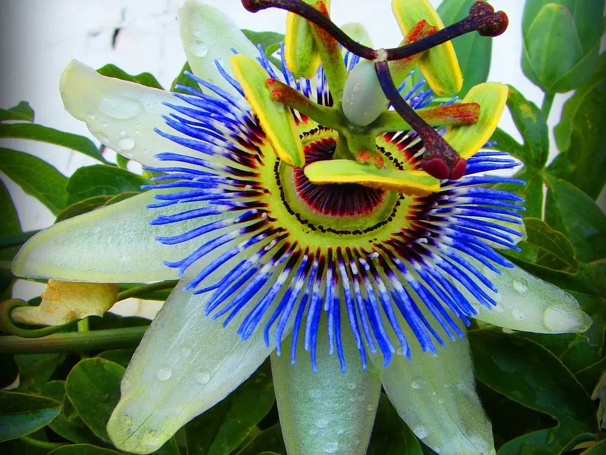 Eine exotische Passionsblume mit blauen Filamenten und grünen Blättern. Die richtige Passionsblume Pflege ist entscheidend für diese Schönheit.