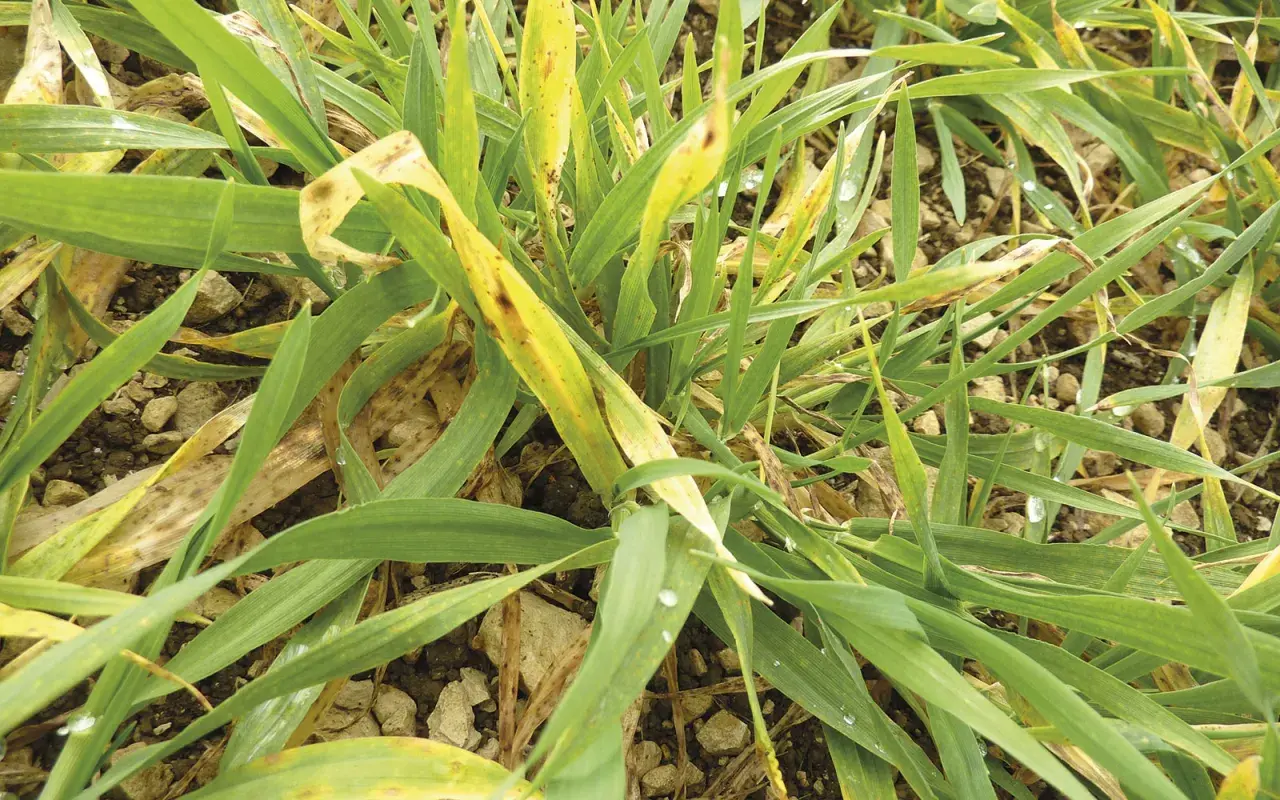 Plantes d'orge atteintes de jaunisse nanisante, montrant des feuilles vertes et jaunes avec des taches brunes.
