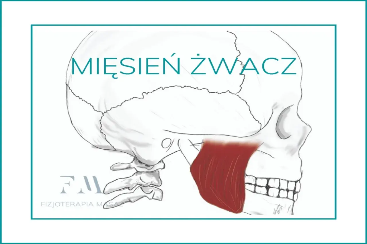 Mięsień żwacz na rysunku czaszki. Wzmocnij go ćwiczeniami dla lepszego żucia.