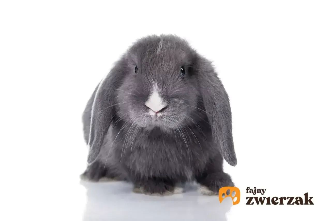 Szary królik teddy z opadającymi uszami i białym noskiem. Dowiedz się, ile żyje królik teddy, by zapewnić mu najlepszą opiekę.