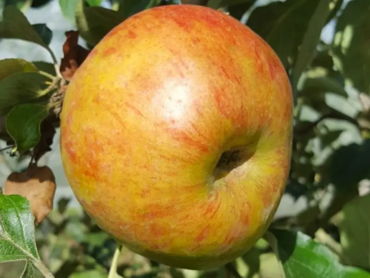Une pomme variete de pomme reinette, jaune et rouge, mûrit sur sa branche, entourée de feuilles vertes.