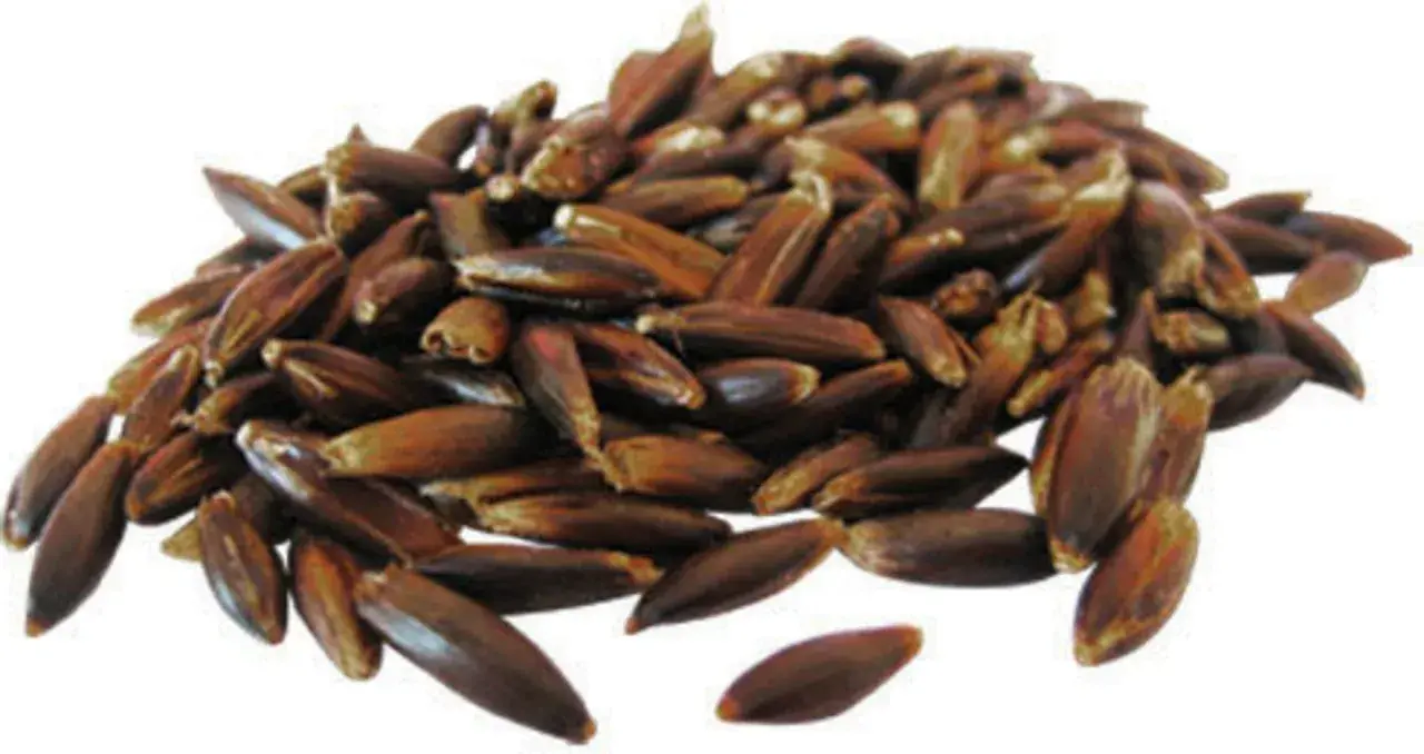 Grains d'avoine noire ou blanche, foncés et allongés, formant un tas sur fond blanc.