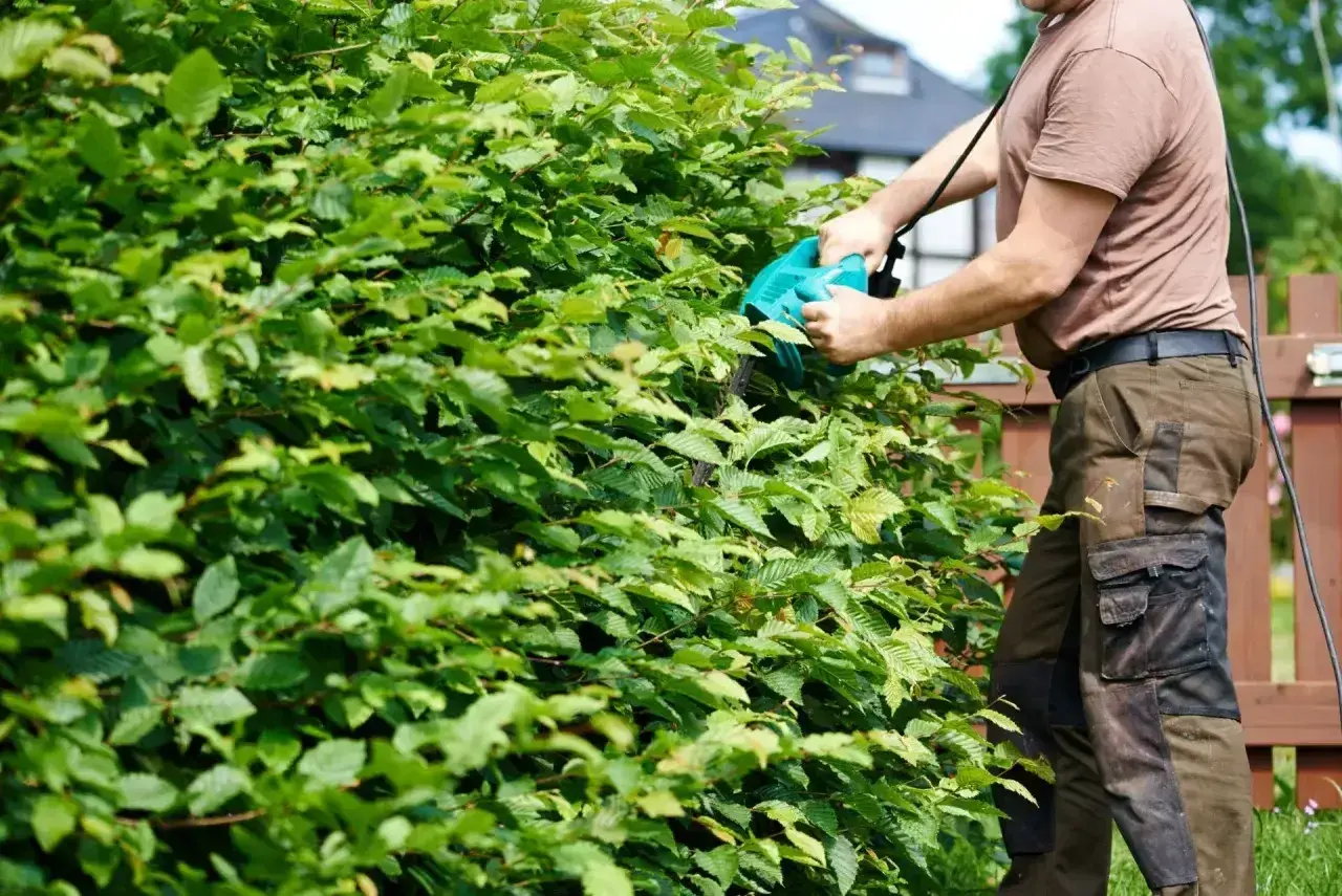 Mężczyzna przycina żywopłot z grabu, pokazując, jak sadzić grab na żywopłot.