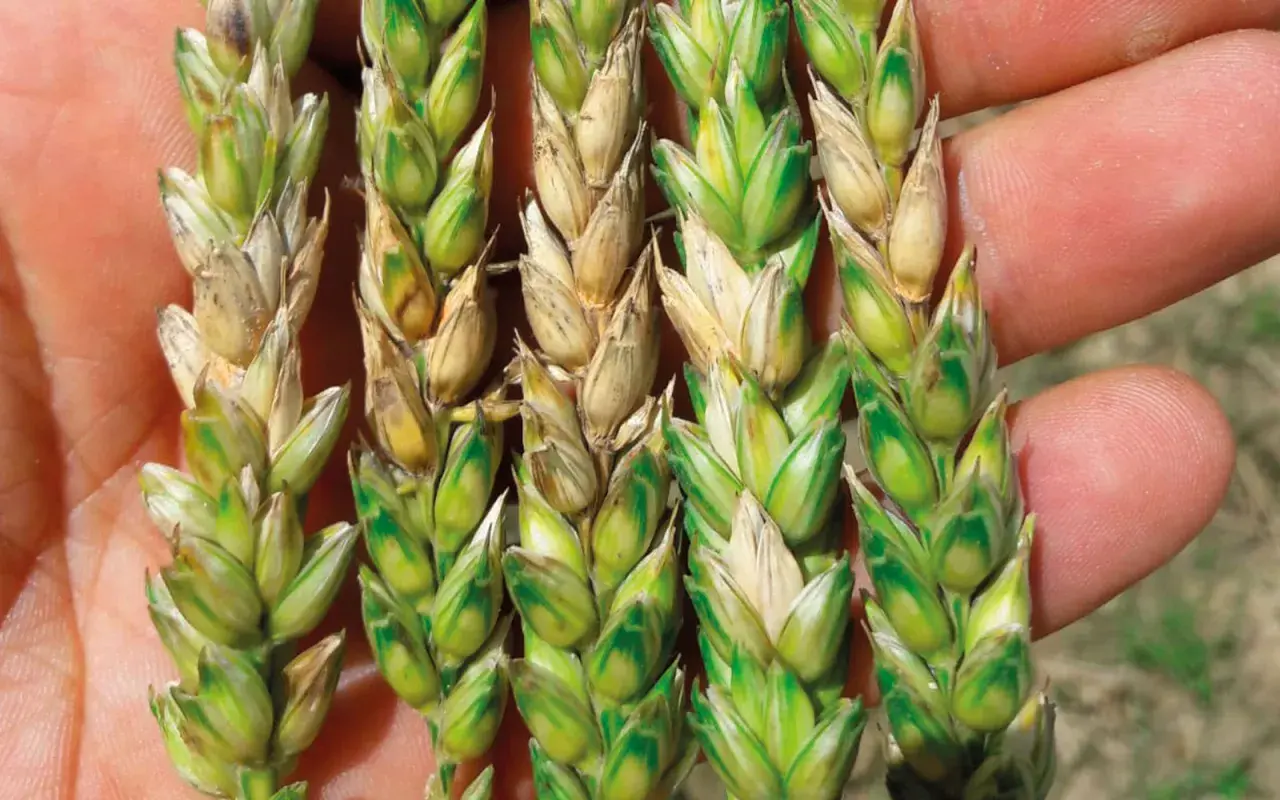 Épis de blé affectés par *Fusarium graminearum*, montrant des grains décolorés et une croissance anormale.